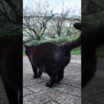 寄ってきたかと思ったらやっぱり逃げる公園の猫たち(YouTube)