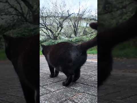寄ってきたかと思ったらやっぱり逃げる公園の猫たち(YouTube)