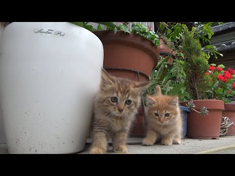 毛玉みたいな奴は仲間外れにされちゃうのか？(YouTube)