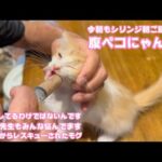 決して甘やかしてるわけではないんです みんな悩んでます  今朝もシリンジ朝ご飯  泥の中からレスキューされたモグ(YouTube)