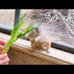 プレーリードッグが思わず手を伸ばしちゃうほど喜んだ美味しすぎるエサとは！？(YouTube)