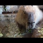 カピバラの水風呂(YouTube)