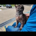 猫島の港の猫ちゃん、暑くてもすぐに膝の上に乗ってくる(YouTube)