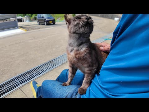 猫島の港の猫ちゃん、暑くてもすぐに膝の上に乗ってくる(YouTube)