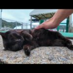 【今週のボツ動画】今週撮った未公開猫動画まとめて公開-unreleased video of this week-2025/6/3w(YouTube)