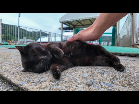 【今週のボツ動画】今週撮った未公開猫動画まとめて公開-unreleased video of this week-2025/6/3w(YouTube)