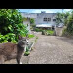 猫島で野良猫に案内されて“猫の集会”に参加してみたら癒されすぎた…🐾(YouTube)