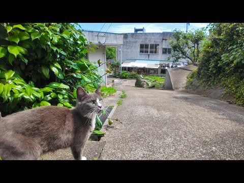 猫島で野良猫に案内されて“猫の集会”に参加してみたら癒されすぎた…🐾(YouTube)