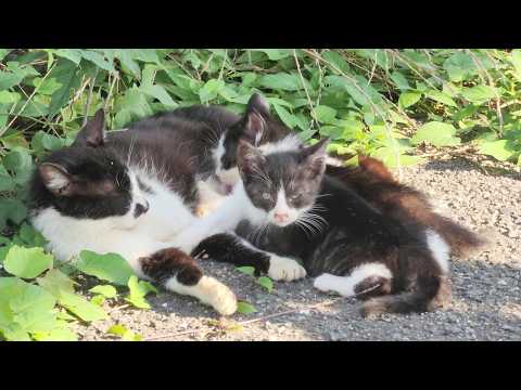 ハチワレママの子育てを観察していたら、可愛い子猫がワラワラと集まってきた(YouTube)