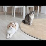 真剣に叱っても「何もしてませんよ？」と澄まし顔でとぼけてくる兄弟猫が可愛すぎましたw(YouTube)