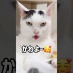 チロさんの舌出し撮れました！ #shorts(YouTube)