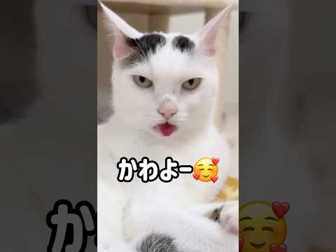 チロさんの舌出し撮れました！ #shorts(YouTube)