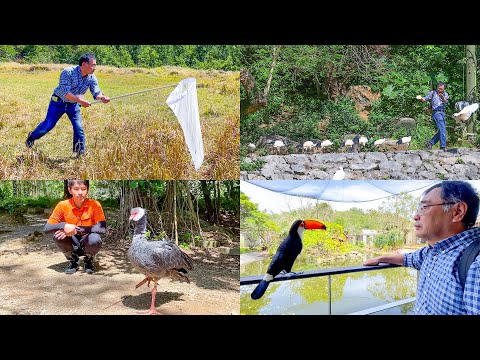 貴重な鳥たちがたくさん住んでいる動物園でも結局虫取りを始めてしまう園長【ネオパークオキナワ】(YouTube)