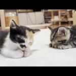 ルンバを快適な乗り物だと知らず怖がる子猫(YouTube)