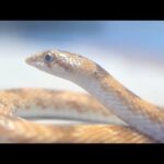 妙なヘビを見つけたので連れて帰ってきた(YouTube)