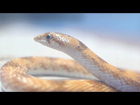 妙なヘビを見つけたので連れて帰ってきた(YouTube)