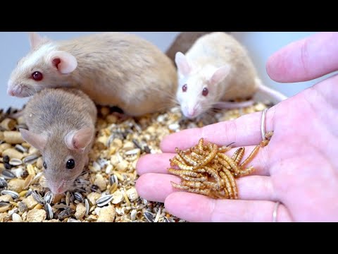 腹ペコのネズミに虫を食わせる(YouTube)