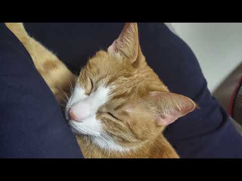 【猫動画】今日も素敵な癒しニャンコズ〜にゃんともパレード〜#猫動画#猫#435(YouTube)