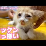 チックン大っ嫌いニャッ  泥の中からレスキューされたモグ  左前脚切断手術翌朝の診察  ノラオ  2025 06 11 2(YouTube)