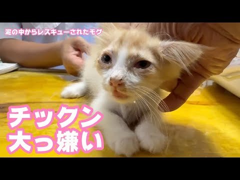 チックン大っ嫌いニャッ  泥の中からレスキューされたモグ  左前脚切断手術翌朝の診察  ノラオ  2025 06 11 2(YouTube)
