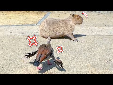 元気な鳥に野菜をあげてみようとしただけなのに…？【ピーピー豆】(YouTube)