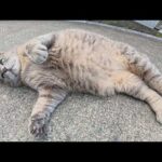 トトロ猫が人間の前でゴロンゴロンと転げ回りマッサージを要求する(YouTube)