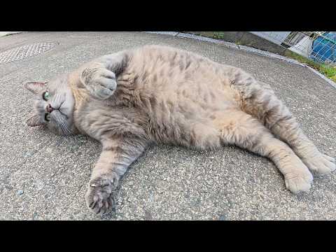 トトロ猫が人間の前でゴロンゴロンと転げ回りマッサージを要求する(YouTube)