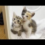 ひのき猫家名物ドライヤーハウスで乾かされる子猫(YouTube)
