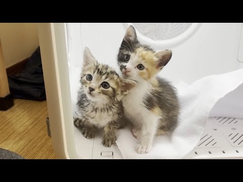 ひのき猫家名物ドライヤーハウスで乾かされる子猫(YouTube)