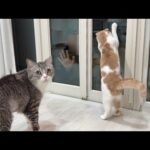 夜中に庭に不審者が現れたときの猫たちの反応が可愛すぎましたwww(YouTube)