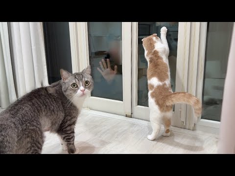 夜中に庭に不審者が現れたときの猫たちの反応が可愛すぎましたwww(YouTube)