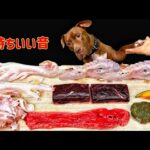 ボリボリ食べるピットブルの咀嚼音がクセになる!犬のごはん(YouTube)