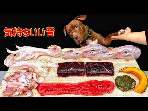 ボリボリ食べるピットブルの咀嚼音がクセになる!犬のごはん(YouTube)