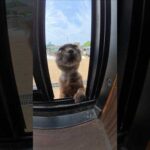 猫ちゃん達が待合室の中を覗く #猫 #ネコ #cat(YouTube)