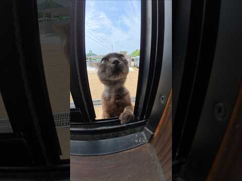 猫ちゃん達が待合室の中を覗く #猫 #ネコ #cat(YouTube)