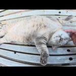 お腹丸出しで寝転がるトトロ猫ちゃんに整腸マッサージをしてみた(YouTube)