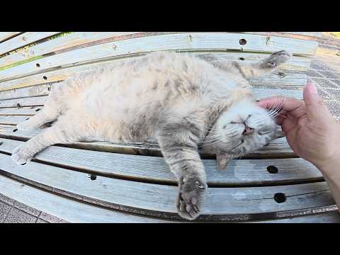 お腹丸出しで寝転がるトトロ猫ちゃんに整腸マッサージをしてみた(YouTube)