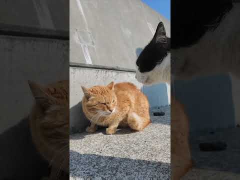 ケンカする猫たちにちゅーるをやってきた #ImpressedCatVideo #catisland #猫(YouTube)