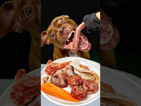 豪快に肉を食べるピットブル #asmr(YouTube)