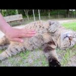 大きなお腹を放り出して整腸マッサージを受ける猫(YouTube)