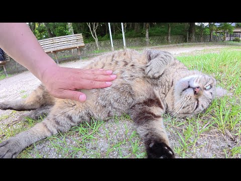 大きなお腹を放り出して整腸マッサージを受ける猫(YouTube)