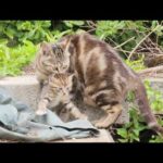 うずまき模様のママ猫が家族に支えられながら子育てに奮闘する(YouTube)