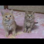 子猫たちの１日ルーティンが可愛すぎる(YouTube)