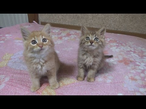 子猫たちの１日ルーティンが可愛すぎる(YouTube)
