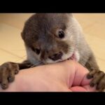 両手でホールドして噛みまくってくるが可愛くて許してしまう She grabs on with both hands and bites my hand.(YouTube)