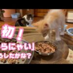 初めてのごはん「いらにゃい」どうしたかな？ 泥の中からレスキューされたモグ   2025 06 04(YouTube)