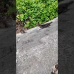 壁を上り降りする山の猫たち(YouTube)