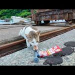 ✨いつも逃げる“幻の猫”が…ちゅーるに釣られてついに接近！？漁港で奇跡のモフチャンス🐾(YouTube)