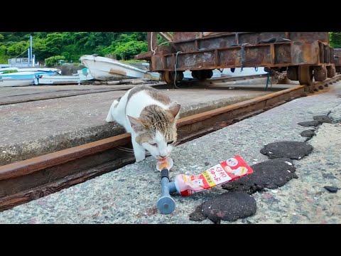 ✨いつも逃げる“幻の猫”が…ちゅーるに釣られてついに接近！？漁港で奇跡のモフチャンス🐾(YouTube)
