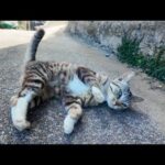 路地でいきなりゴロン！通せんぼスタイルの猫に癒された件(YouTube)